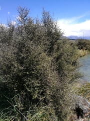 Coprosma propinqua
