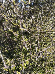 Coprosma propinqua
