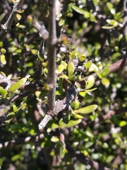 Coprosma propinqua