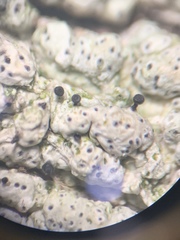 Pertusaria consocians