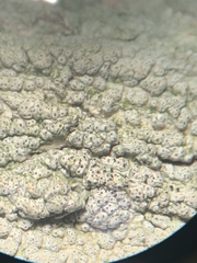 Pertusaria consocians