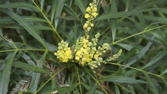 Berberidinae