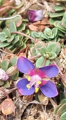 Lysimachia monelli, photograph Andrés Asun, CC0, iNaturalist via GBIF
