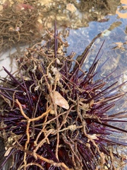 Strongylocentrotidae