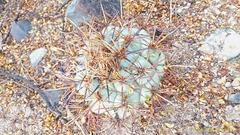 Coryphantha poselgeriana
