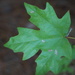 Southern Sugar Maple - Photo (c) Pauline Singleton, some rights reserved (CC BY-NC)