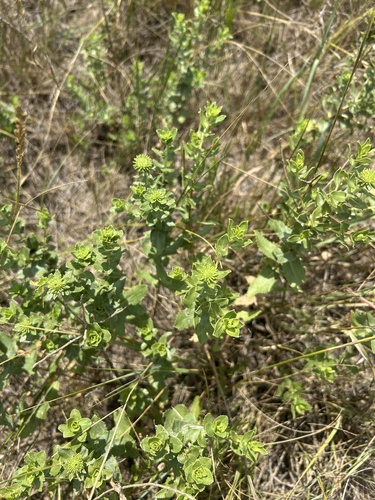 curlytop gumweed