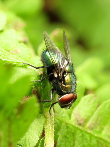 Illustrious Greenbottle Fly