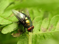 Lucilia illustris