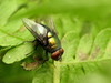 Illustrious Greenbottle Fly - Photo (c) Katja Schulz, some rights reserved (CC BY), uploaded by Katja Schulz