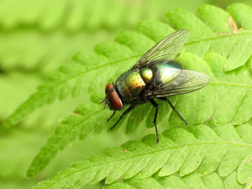 Illustrious Greenbottle Fly photo 3