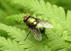 Lucilia illustris