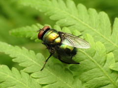 Lucilia illustris