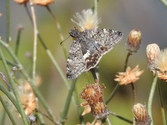 Chiomara georgina pelagica