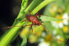 Chydarteres striatus