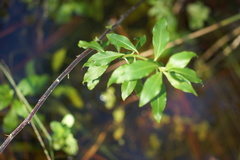 Hydrolea uniflora