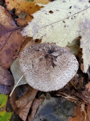 Tricholoma squarrulosum
