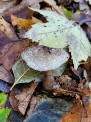 Tricholoma squarrulosum
