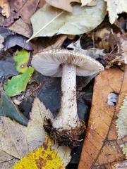 Tricholoma squarrulosum