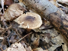 Tricholoma squarrulosum