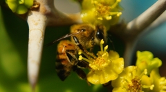 Apis mellifera