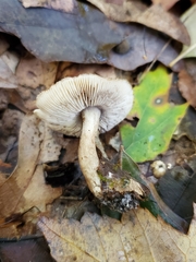 Tricholoma squarrulosum