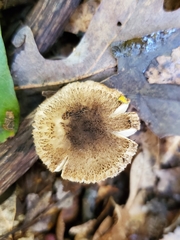 Tricholoma squarrulosum