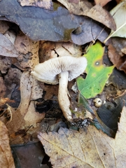 Tricholoma squarrulosum