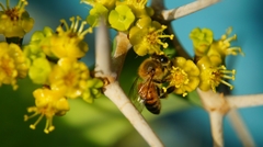 Apis mellifera