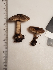Tricholoma squarrulosum