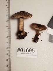 Tricholoma squarrulosum