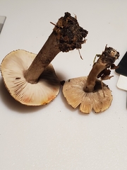 Tricholoma squarrulosum