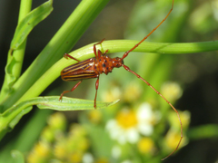 Chydarteres striatus