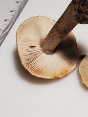 Tricholoma squarrulosum