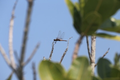 Tramea transmarina euryale