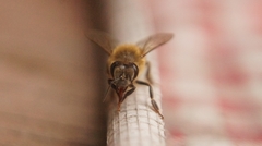 Apis mellifera