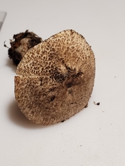 Tricholoma squarrulosum