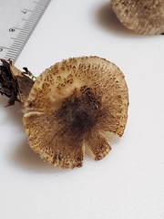 Tricholoma squarrulosum