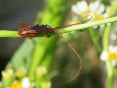 Chydarteres striatus