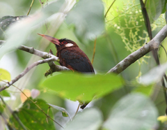 Galbalcyrhynchus leucotis
