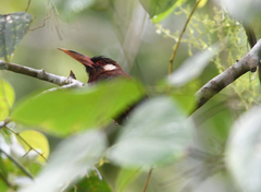 Galbalcyrhynchus leucotis