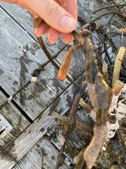 Styela montereyensis