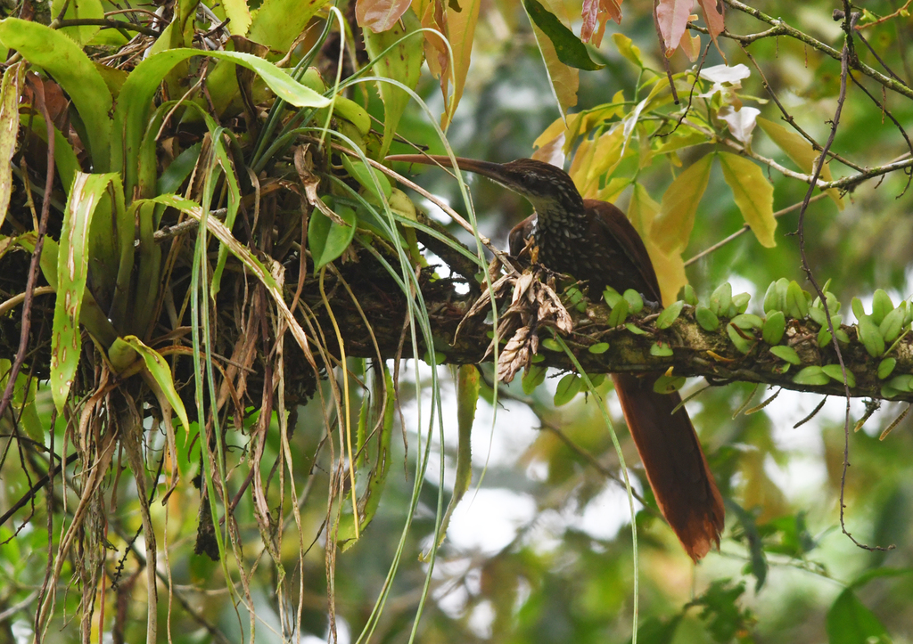Long-billed Woodcreeper