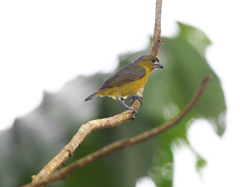 Euphonia chrysopasta