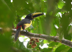 Pteroglossus inscriptus