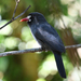 White-fronted Nunbird - Photo (c) Josh Vandermeulen, some rights reserved (CC BY-NC-ND)