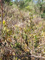 Bossiaea cinerea