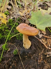 Hydnum cuspidatum