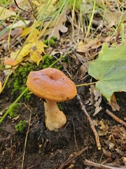 Hydnum cuspidatum