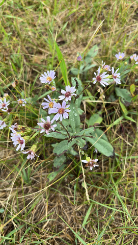 smooth blue aster